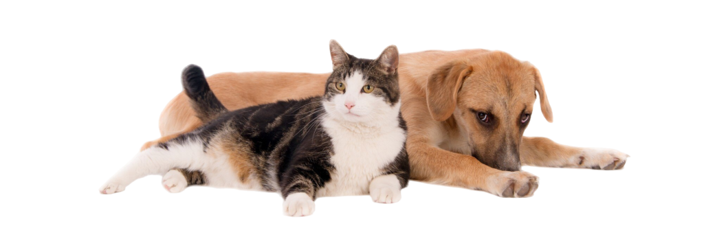 chubby-domestic-cat-leaning-brown-puppy-lying-white-surface